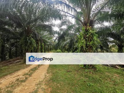 8.85Acres Oil Palm Agriculture Land Rasa Batang Kali, Selangor, Batang Kali