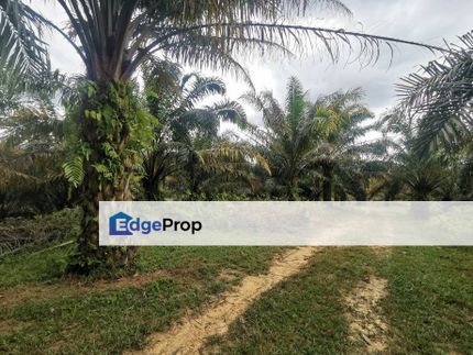 18.38Acres Oil Palm Agriculture Land Rasa Batang Kali, Selangor, Batang Kali