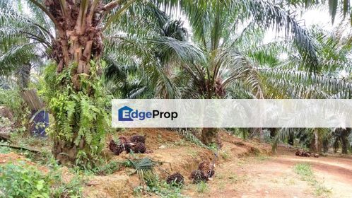 10.7 acres Oil Palm Durian Sungai Ular Kuala Lipis, Pahang, Kuala Lipis