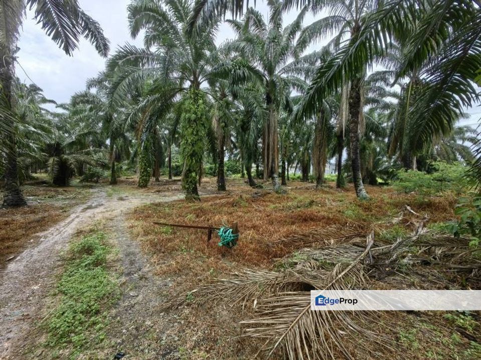 15 Acres Zone Residential Main Road Olak Lempit Banting Dengkil, Selangor, Banting