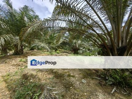 90 Acres Oil Palm Plantation Freehold Kuala Lipis, Pahang, Kuala Lipis