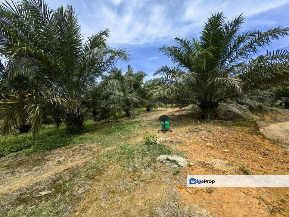 90 Acres Oil Palm Plantation Freehold Kuala Lipis, Pahang, Kuala Lipis