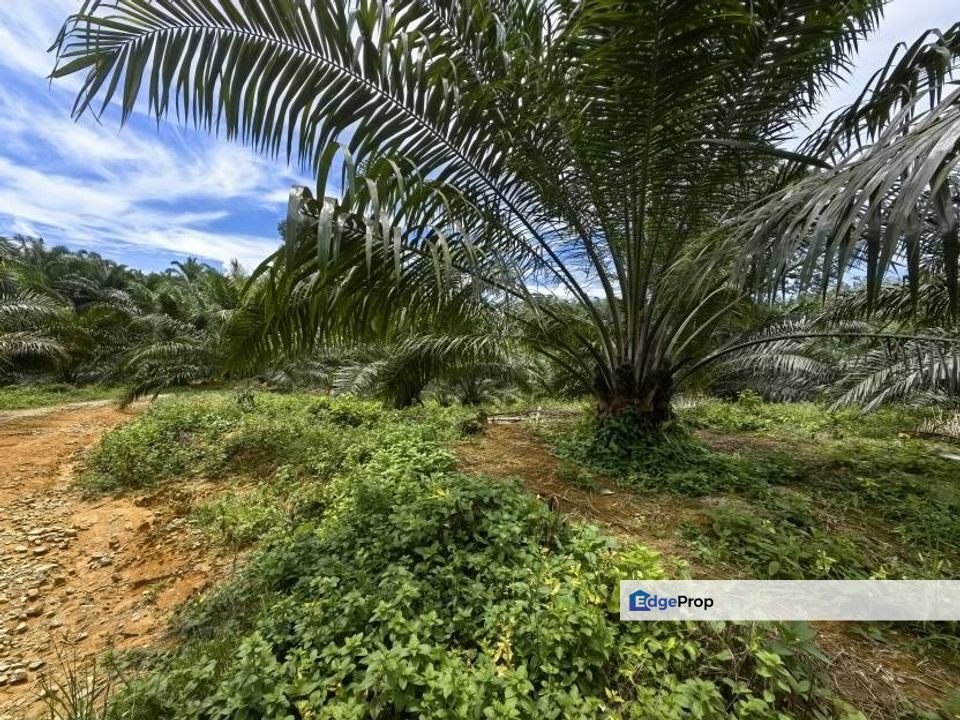90 Acres Oil Palm Plantation Freehold Kuala Lipis, Pahang, Kuala Lipis
