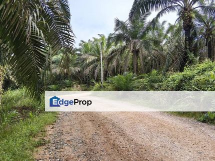 17 Acres Freehold Oil Palm Jerkoh Benta Kuala Lipis, Pahang, Kuala Lipis