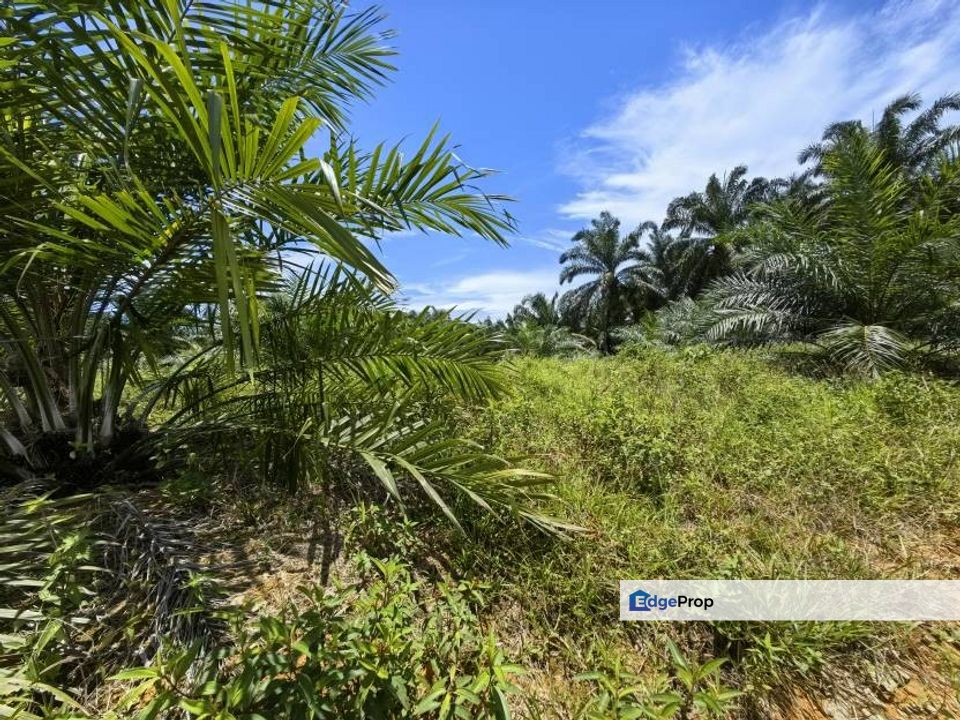 17 Acres Freehold Oil Palm Jerkoh Benta Kuala Lipis, Pahang, Kuala Lipis