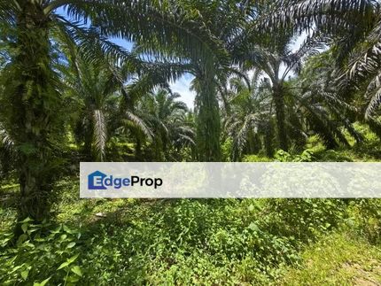 68 Acres Freehold Oil Palm Teriang Bera, Pahang, Temerloh