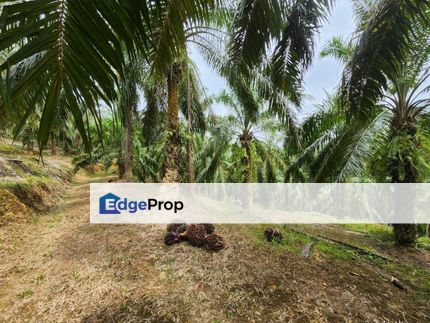 16 Acres Freehold Oil Palm Jerangsang Benta Kuala Lipis, Pahang, Kuala Lipis