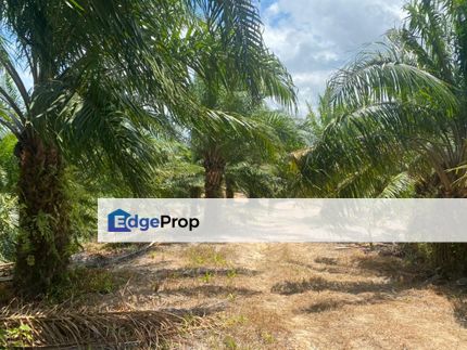 45 Acres Freehold Young Oil Palm Mersing Johor, Johor, Mersing