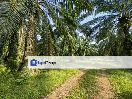 8 Acres Freehold Agriculture Land Jeram Kuala Selangor, Selangor, Kuala Selangor