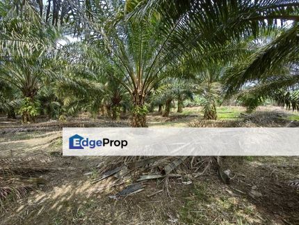 10 Acres Freehold Oil Palm Facing Main Road Tiram Buruk Tanjung Karang, Selangor, Tanjong Karang 