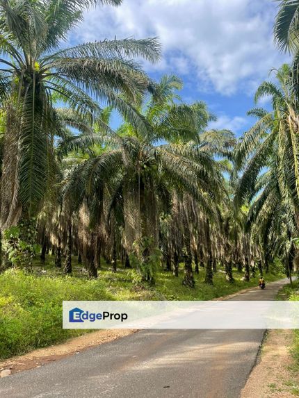 7.8 Acres Freehold Oil Palm Land Sungai Lekuk Jerantut, Pahang, Jerantut