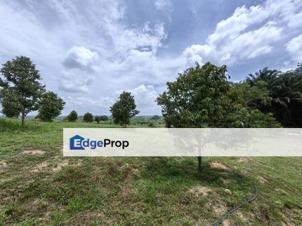 1 Acre Freehold Durian Farm Good View Bestari Jaya Kuala Selangor, Selangor, Kuala Selangor