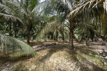 Batang Berjuntai @ Bestari Jaya