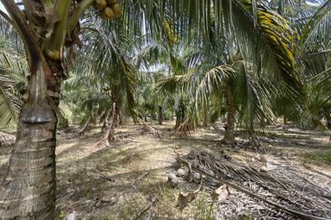 Batang Berjuntai @ Bestari Jaya