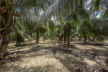 Batang Berjuntai @ Bestari Jaya