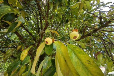 Batang Berjuntai @ Bestari Jaya