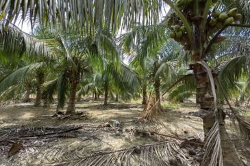 Batang Berjuntai @ Bestari Jaya