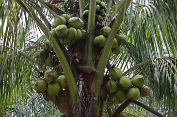 Batang Berjuntai @ Bestari Jaya