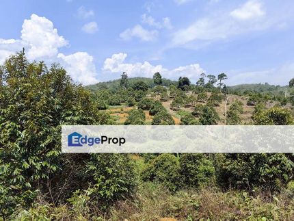 4.275 Acres Freehold Durian Farm Kuala Kangsar, Perak, Ipoh