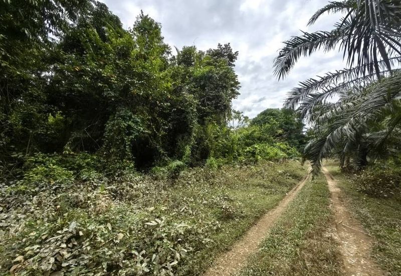 Mentakab Agricultural Land