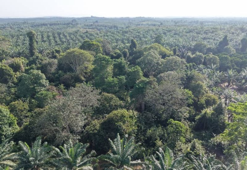 Mentakab Agricultural Land
