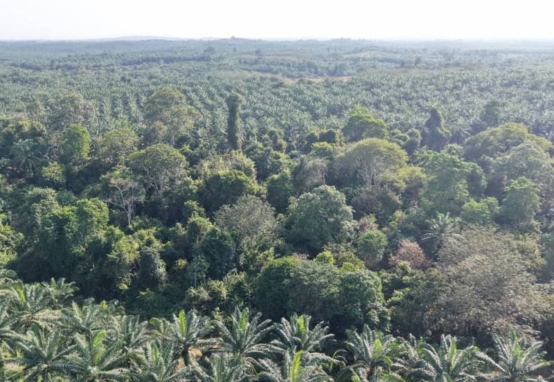 Mentakab Agricultural Land
