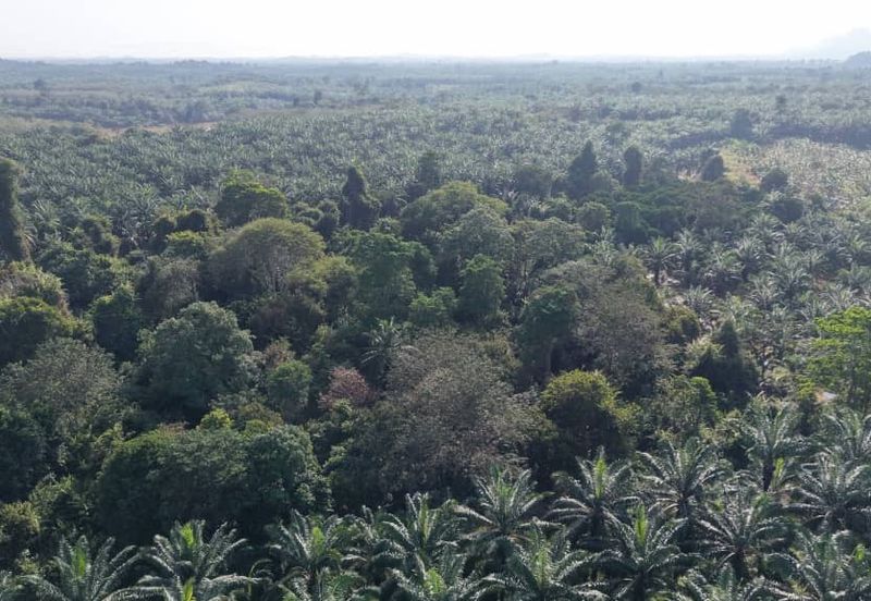 Mentakab Agricultural Land