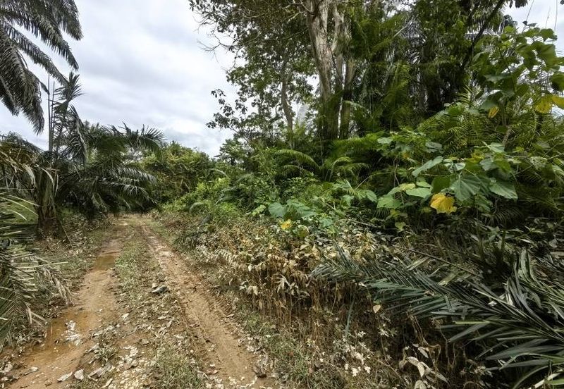Mentakab Agricultural Land