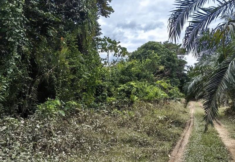 Mentakab Agricultural Land