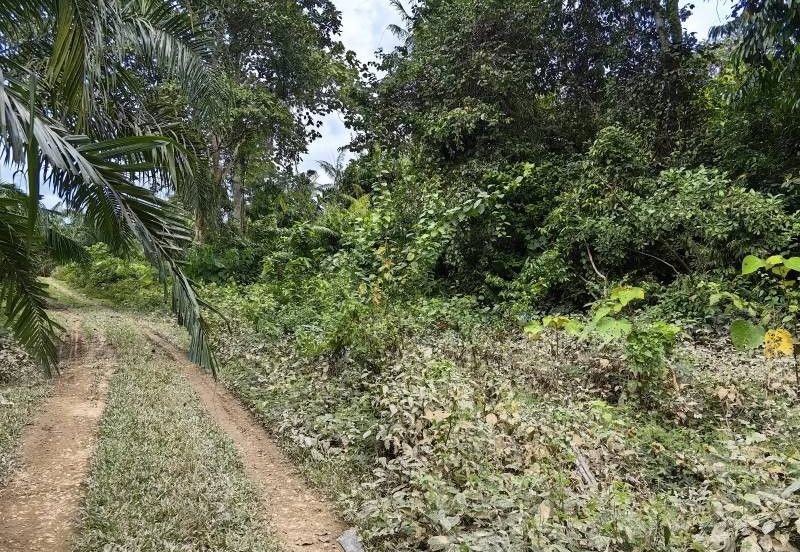 Mentakab Agricultural Land