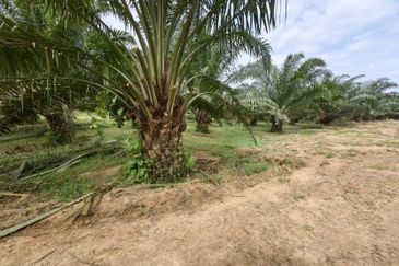 Batang Berjuntai @ Bestari Jaya