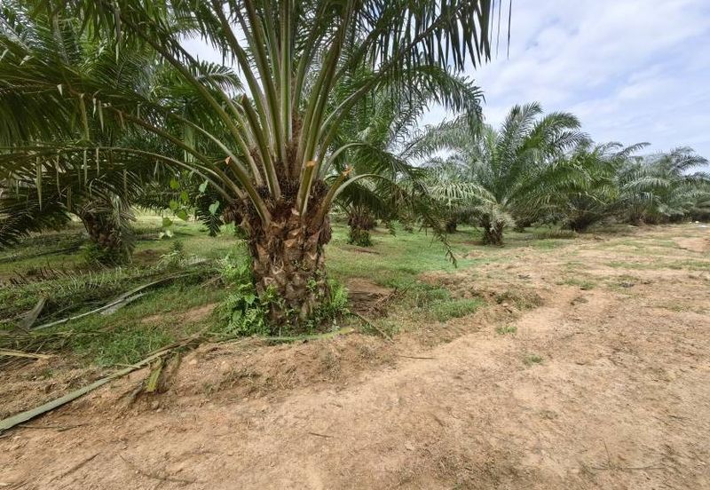 Batang Berjuntai @ Bestari Jaya