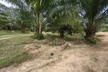 Batang Berjuntai @ Bestari Jaya