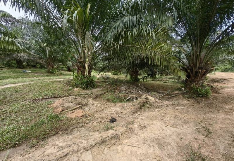 Batang Berjuntai @ Bestari Jaya