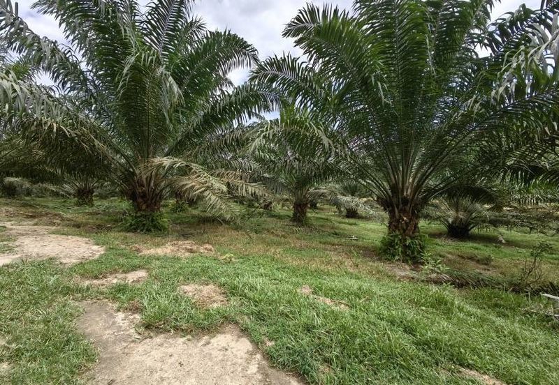 Batang Berjuntai @ Bestari Jaya