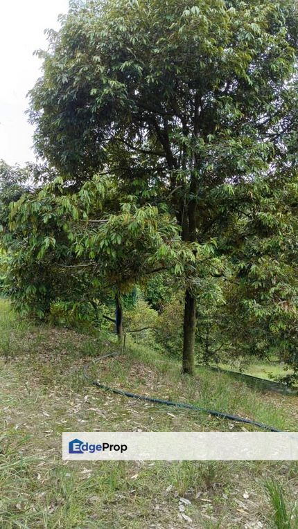 11 Acres Freehold Durian Farm Temau Dong Raub, Pahang, Sega