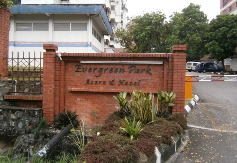 Evergreen Park Acorn and Hazel