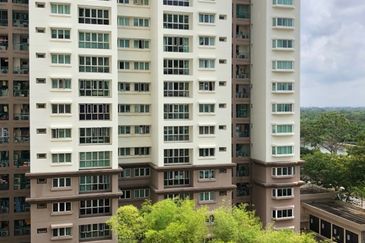 Evergreen Park Acorn and Hazel