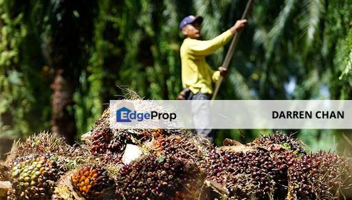 Palm Oil Land 991 Acres For Sale With Business , Sabah, Kota Kinabalu
