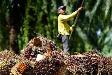 Palm Oil Land 991 Acres For Sale With Business 