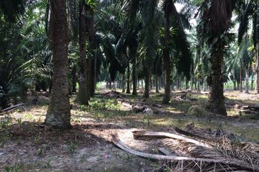 4.2 acre FREEHOLD Agricultural Land, Manjung