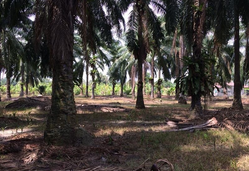 4.2 acre FREEHOLD Agricultural Land, Manjung