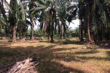 4.2 acre FREEHOLD Agricultural Land, Manjung