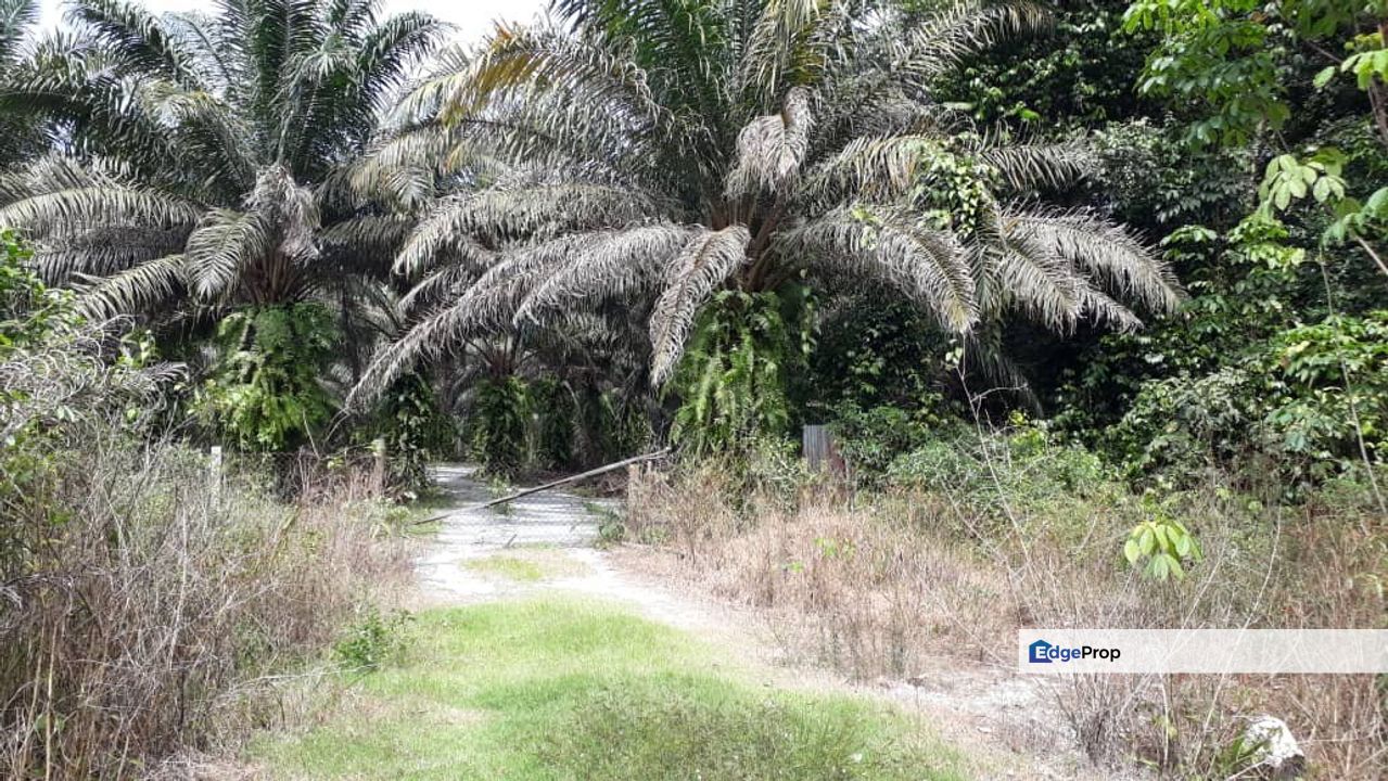 Freehold Agricultural Land, Mukim Kampar, Perak, Kampar