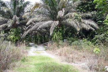 Freehold Agricultural Land, Mukim Kampar