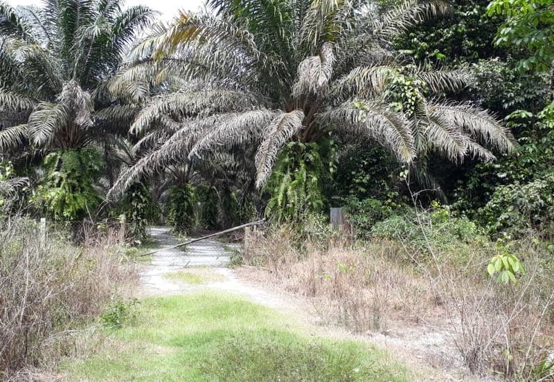 Freehold Agricultural Land, Mukim Kampar
