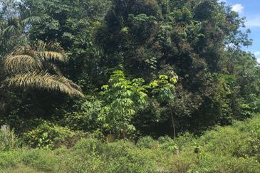 Freehold Agricultural Land, Mukim Kampar