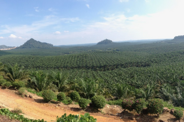 Freehold Agricultural Land @ Sg Long, Rubber Plant