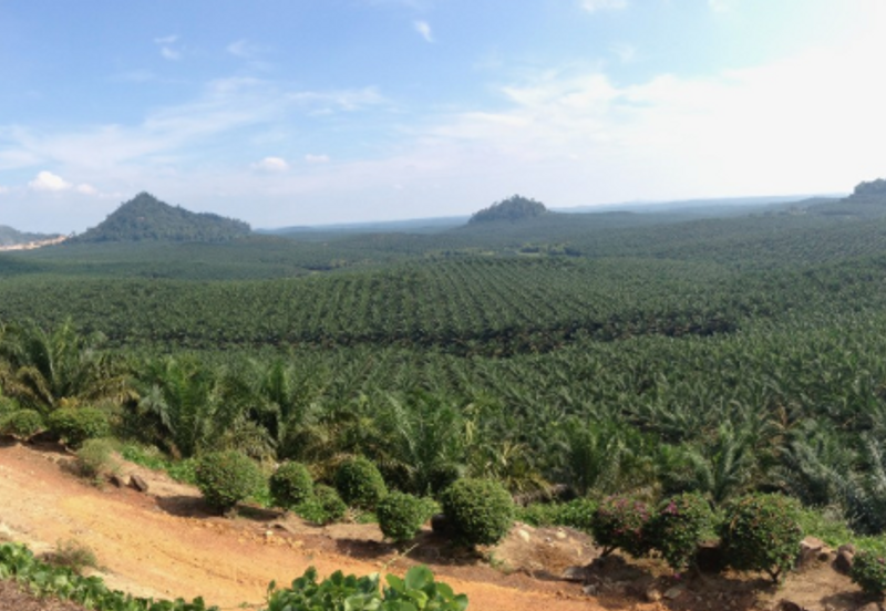 Freehold Agricultural Land @ Sg Long, Rubber Plant