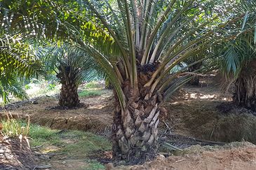 Agricultural land (oil palm plantation)